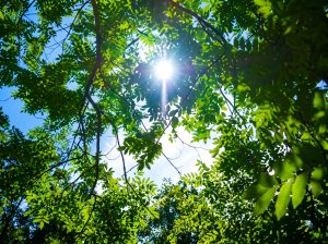 Luz del sol entre las hojas de los árboles