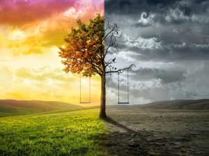 Árbol mitad florecido y mitad seco